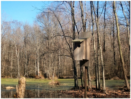 wood duck house placement